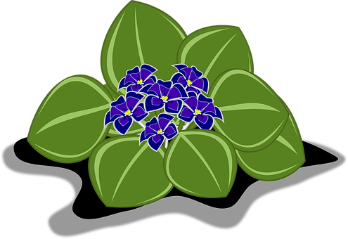 Vibrant African Violets Illustration PNG