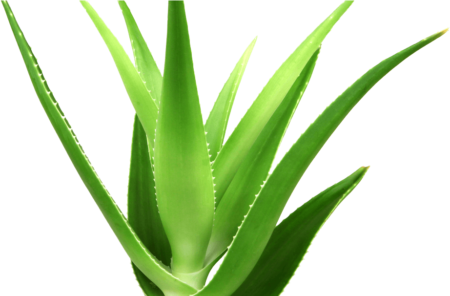 Vibrant Aloe Vera Plant PNG