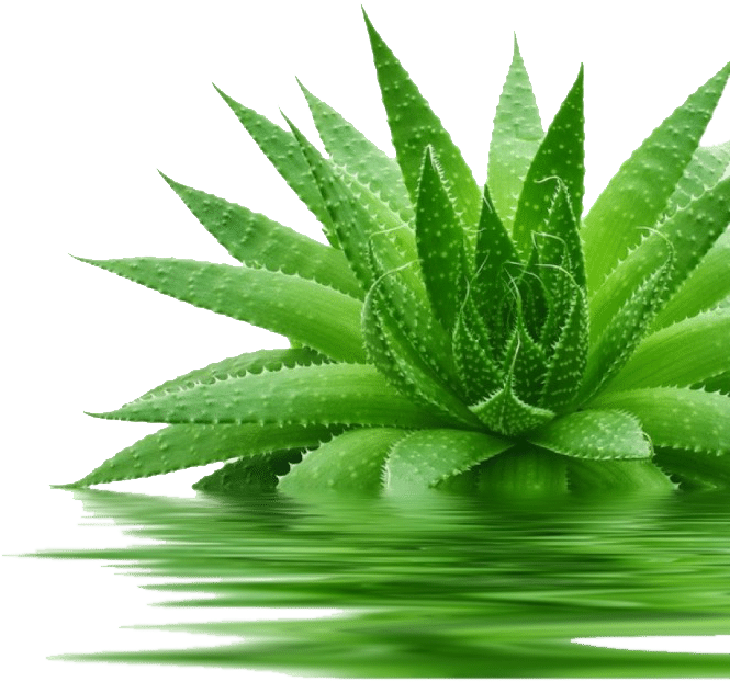 Vibrant Aloe Vera Plant Reflection PNG