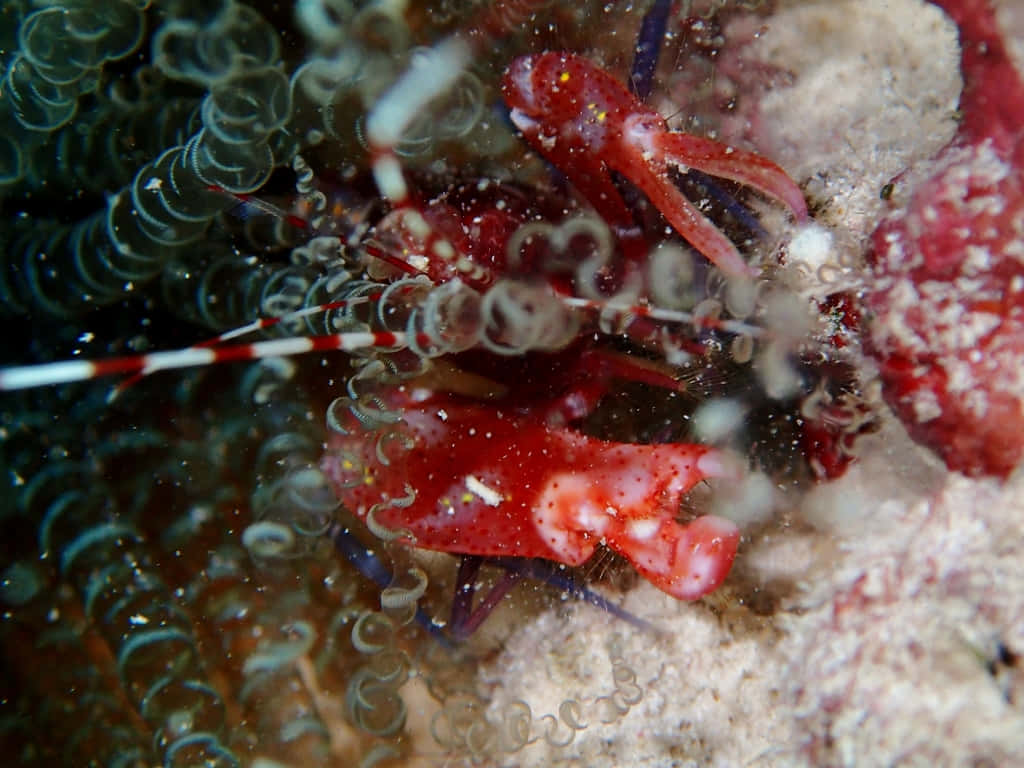 Vibrant And Agile - A Pistol Shrimp In Its Natural Habitat Wallpaper