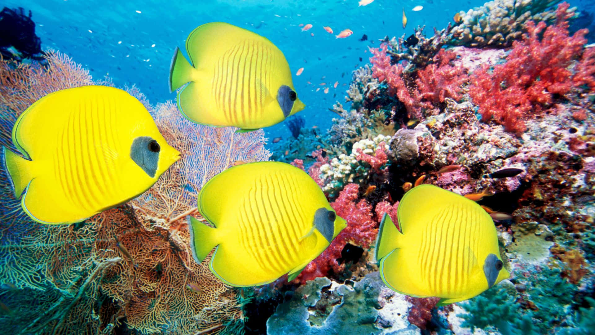 Vibrant And Colorful Butterflyfish Underwater Wallpaper