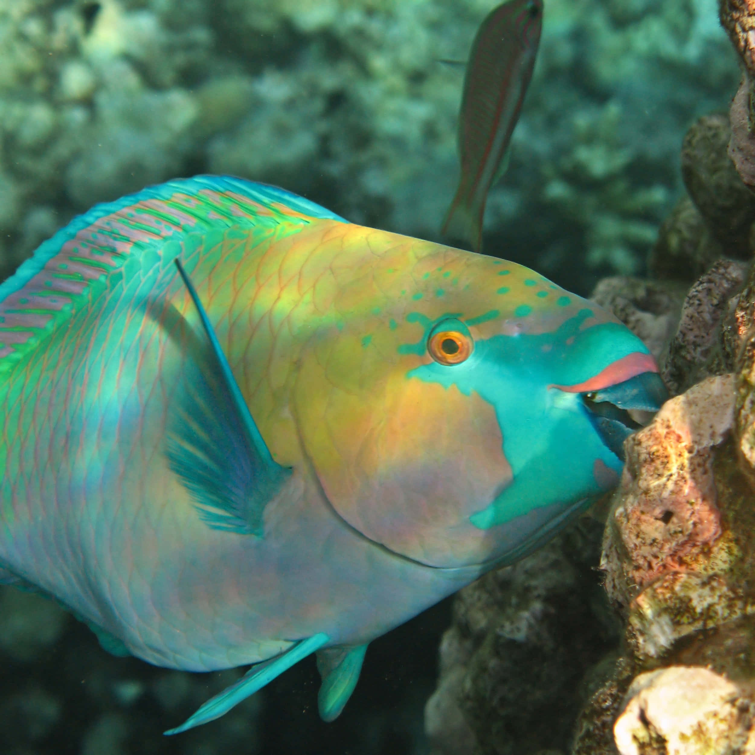 Vibrant And Detailed View Of A Parrotfish In Coral Reef Wallpaper
