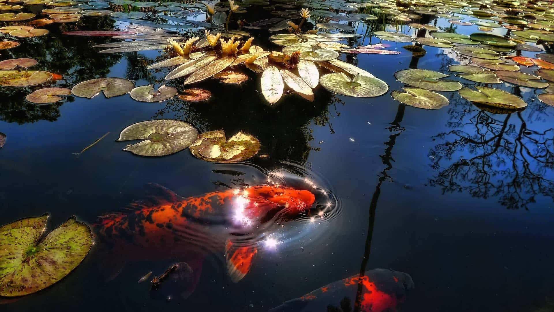Vibrant And Elegant Koi Fish Swimming In Crystal Clear Pond
