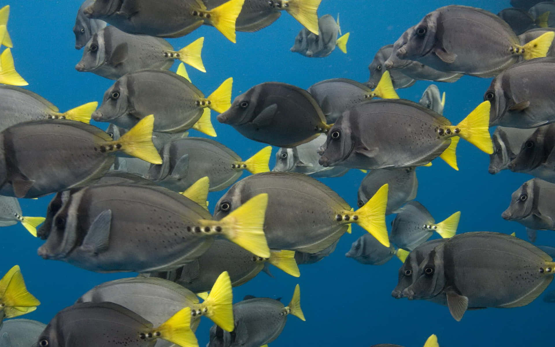 Vibrant And Graceful Surgeonfish Swimming In Tropical Waters Wallpaper