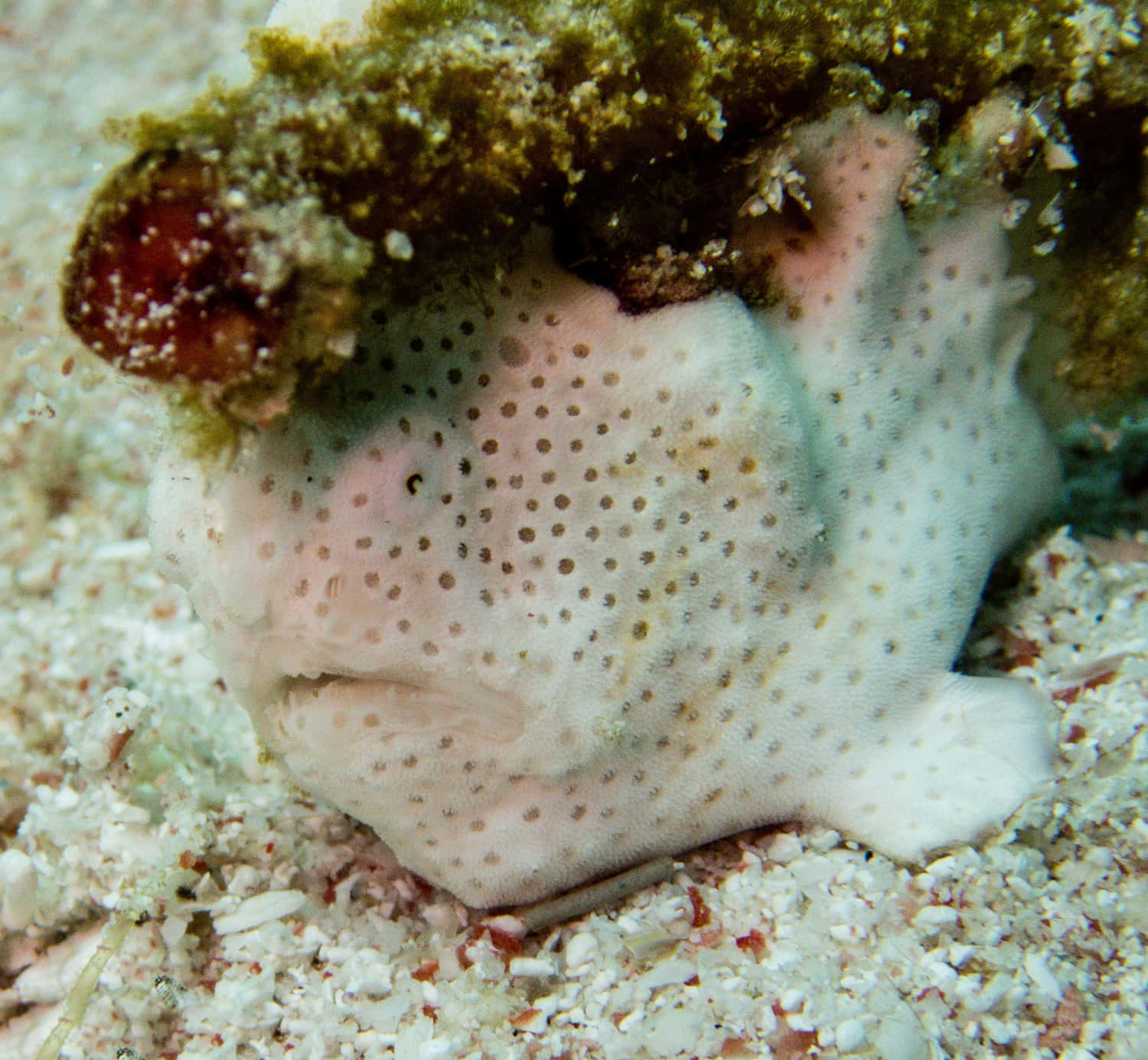 Vibrant And Intriguing Frogfish In Its Natural Habitat Wallpaper