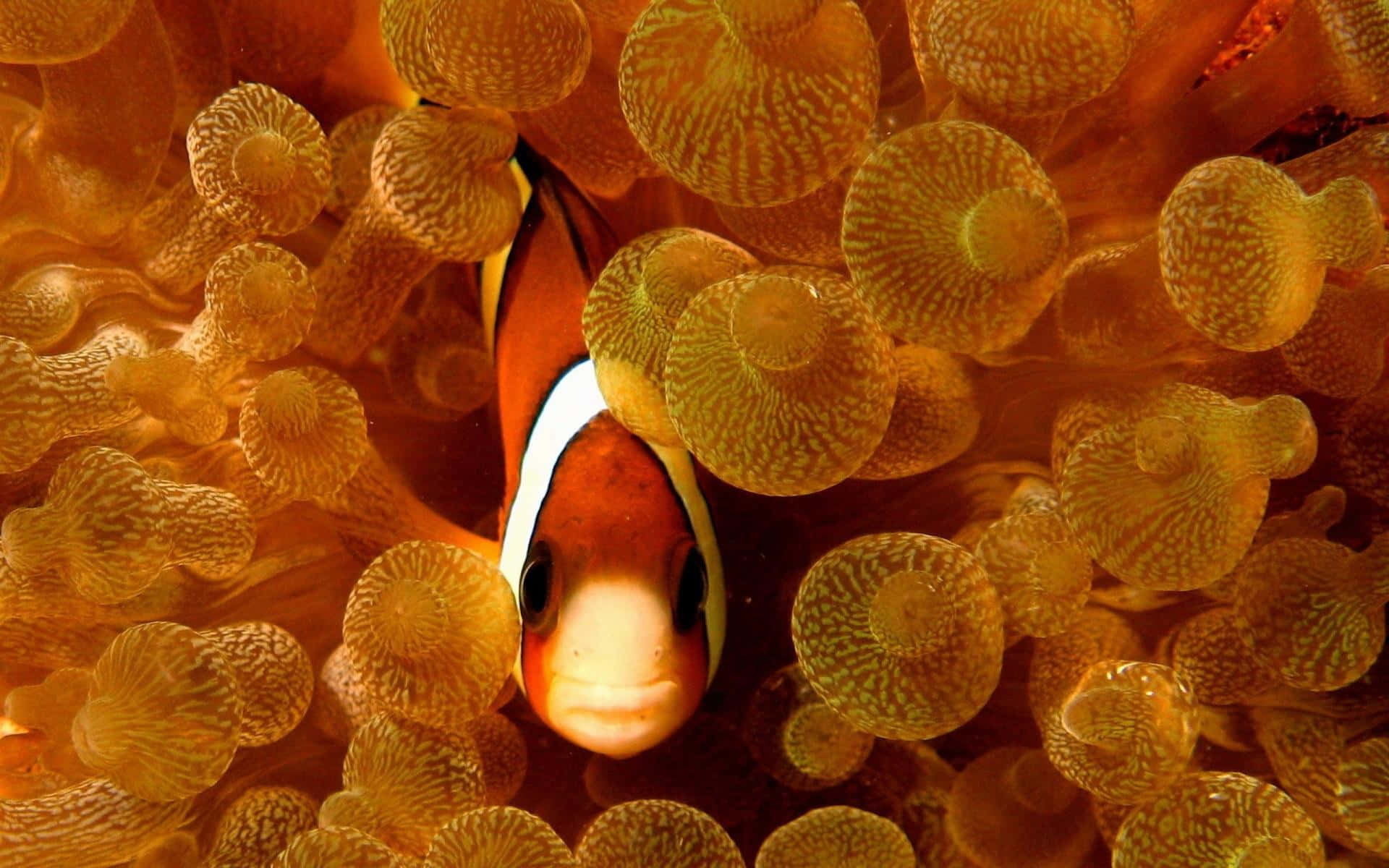 Vibrant And Stunning Clownfish Exploring A Sea Anemone Wallpaper