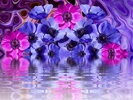 Vibrant Anemones Reflection PNG