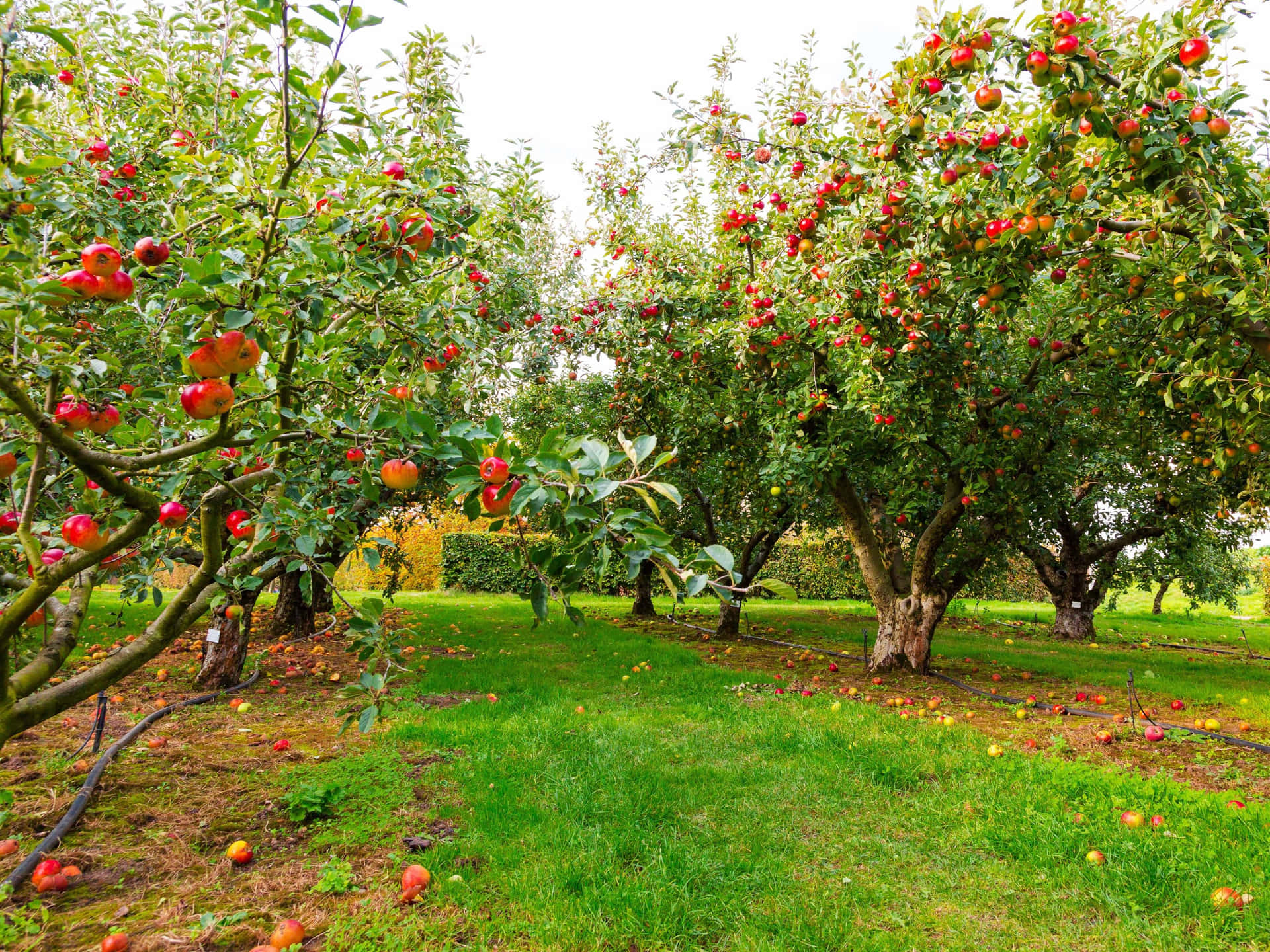 Vibrant_ Apple_ Orchard_ Fall_ Season.jpg Wallpaper