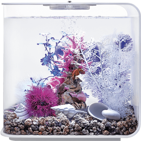 Vibrant Aquarium Coral Display PNG