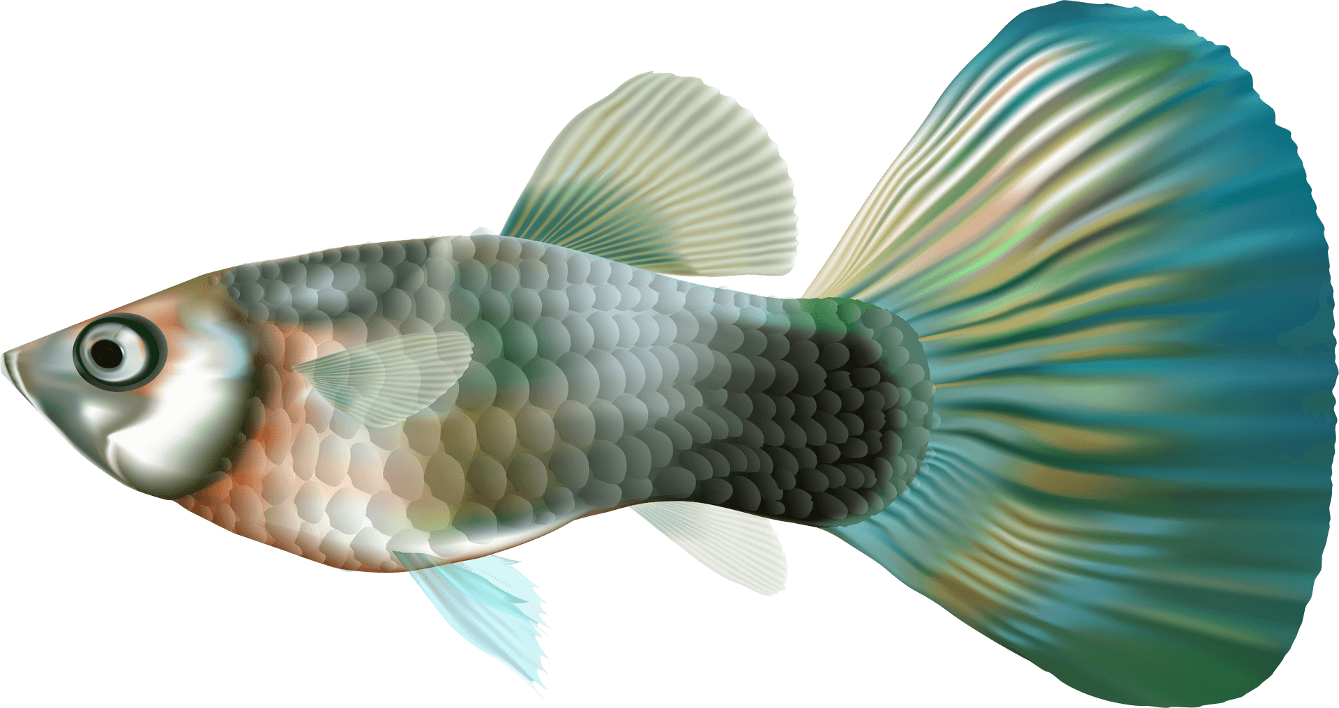 Vibrant Aquarium Fish Illustration PNG