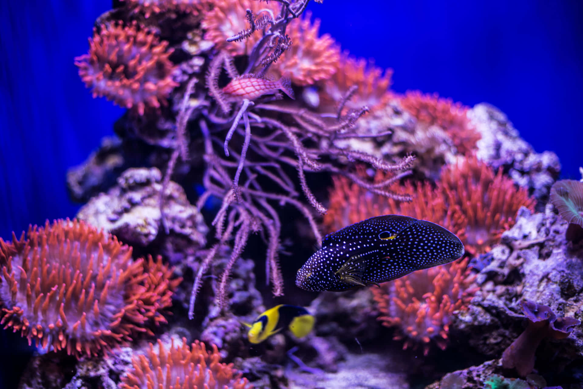 Vibrant Aquarium Life California Academy Sciences Wallpaper