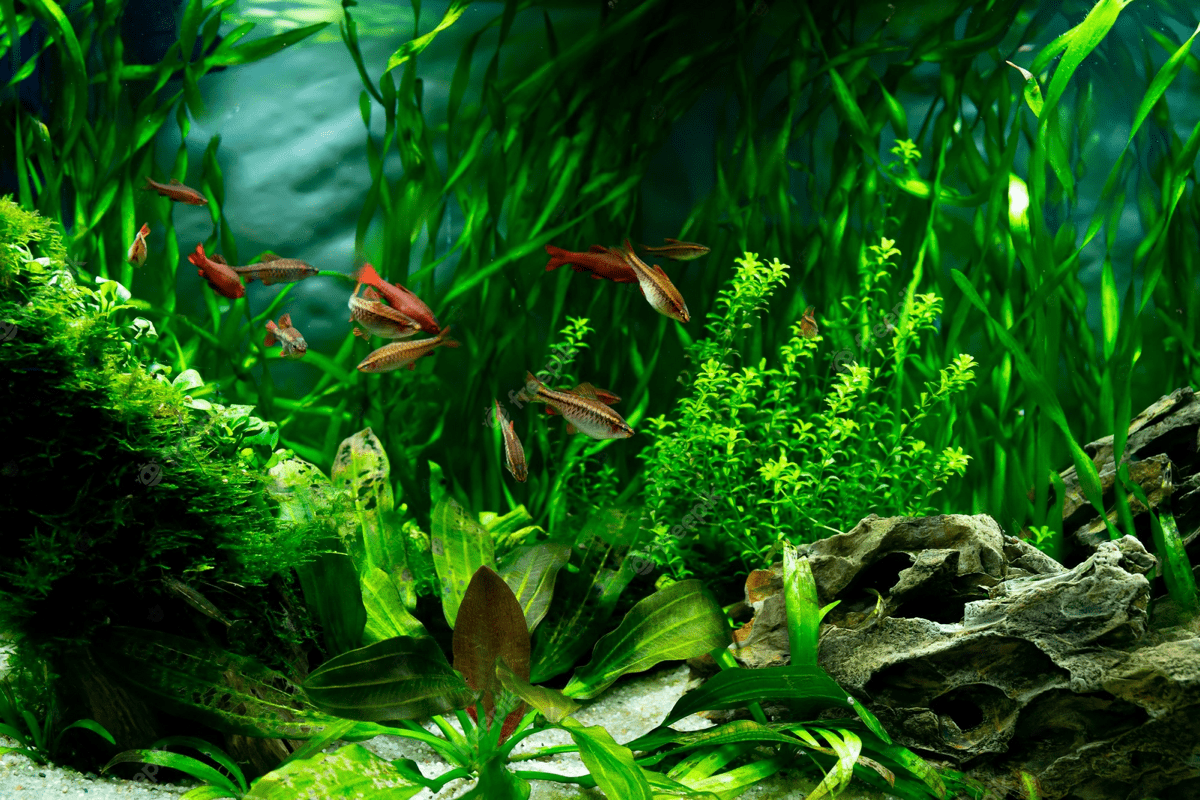 Vibrant Aquarium Life.jpg