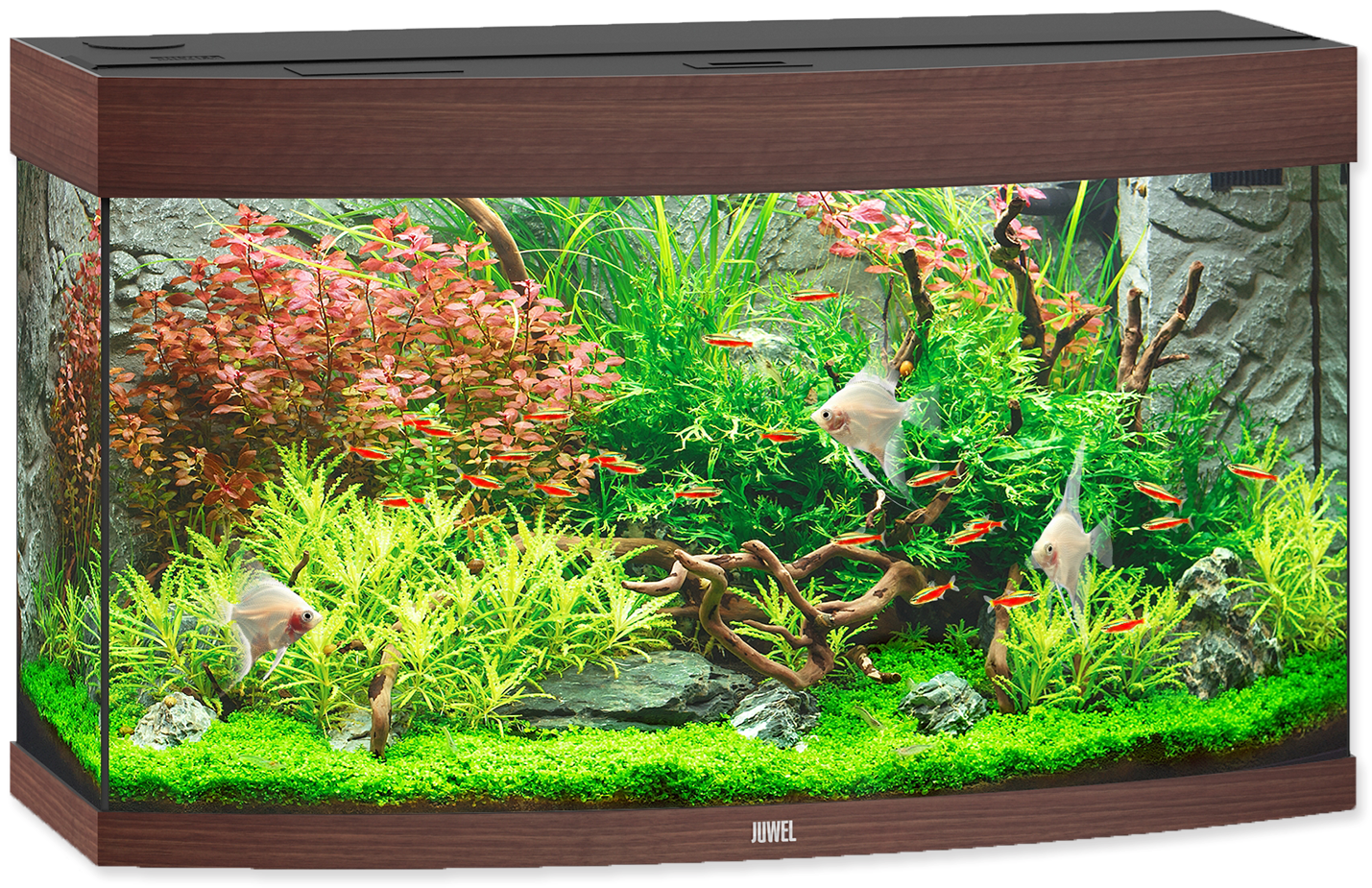 Vibrant Aquarium Setup PNG