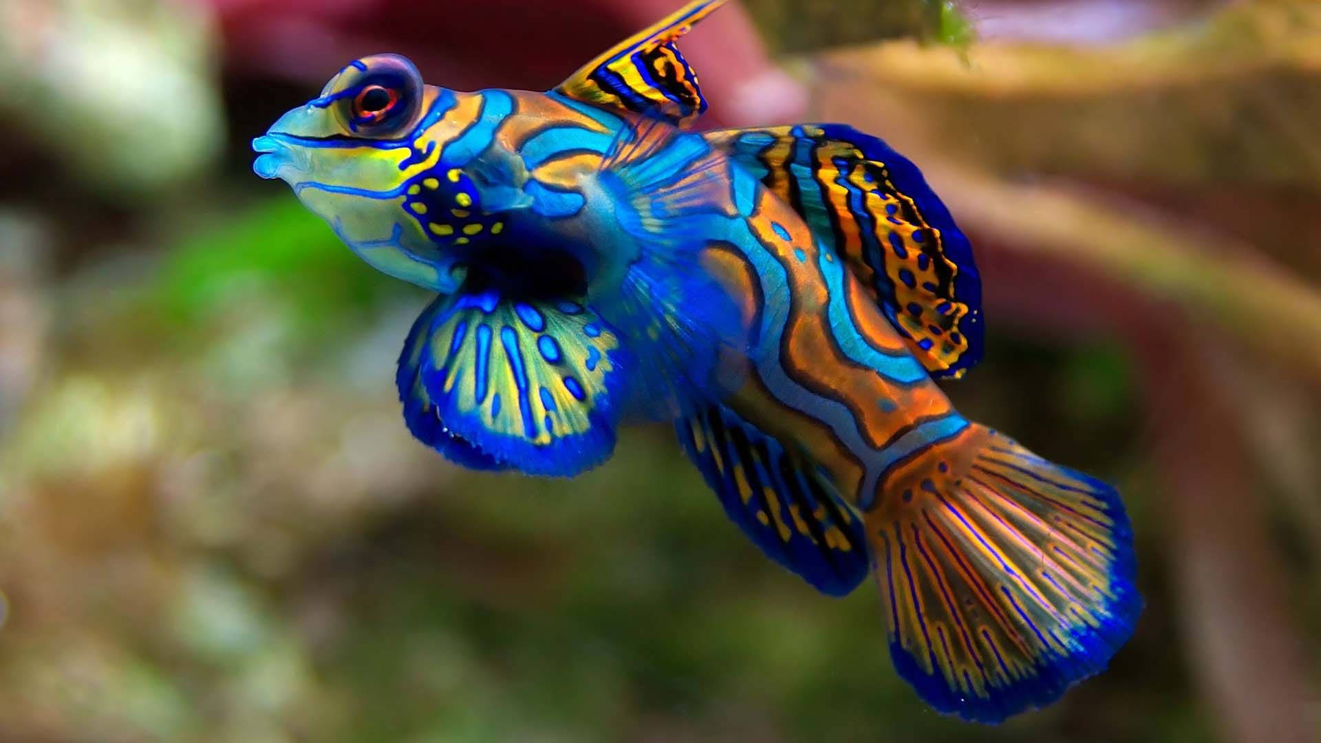 Vibrant Aquatic Fish