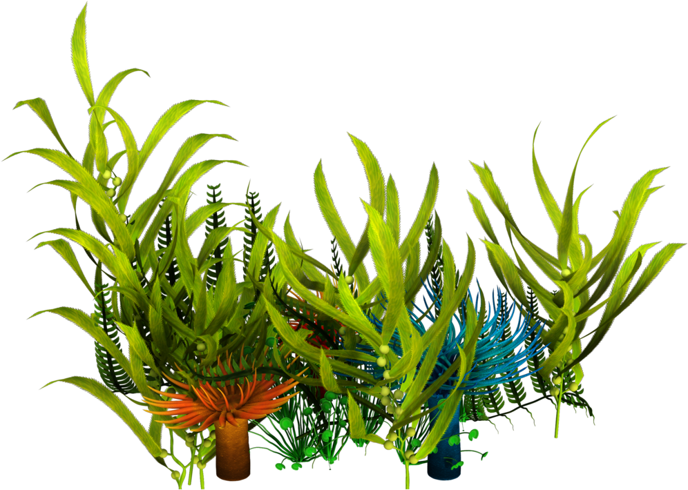 Vibrant Aquatic Plants PNG