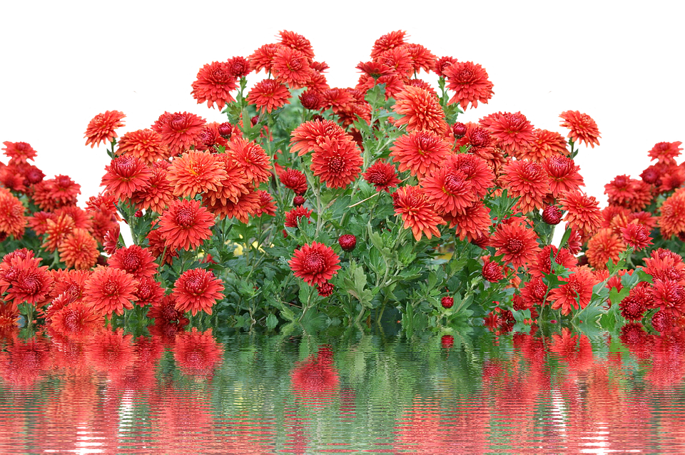 Vibrant_ Autumn_ Chrysanthemums_ Reflection PNG