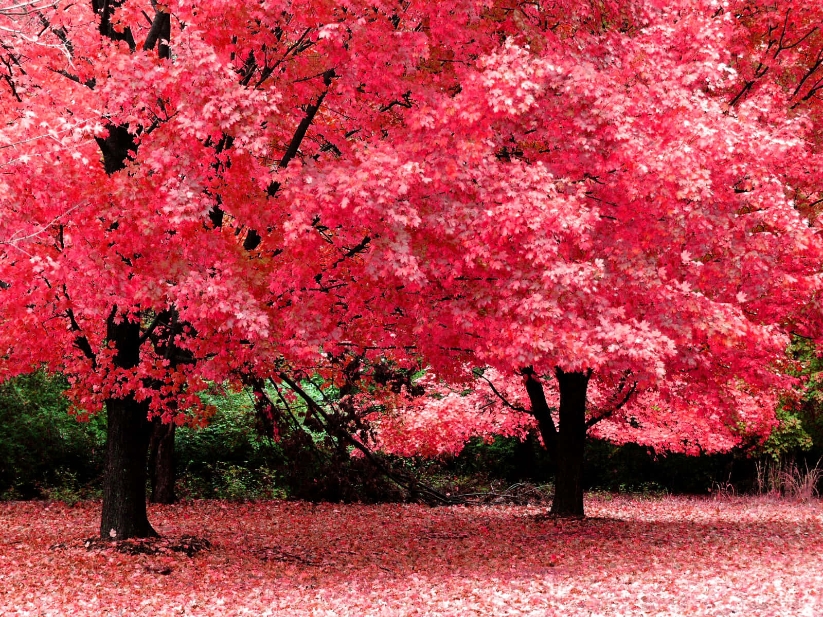 Vibrant Autumn Foliage Wallpaper