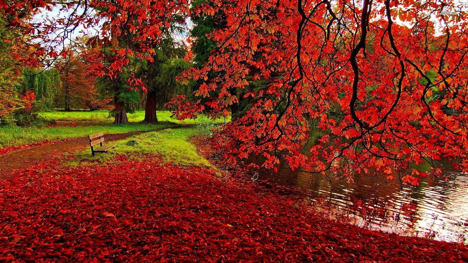 Vibrant Autumn Foliage Showcasing Nature's Palette