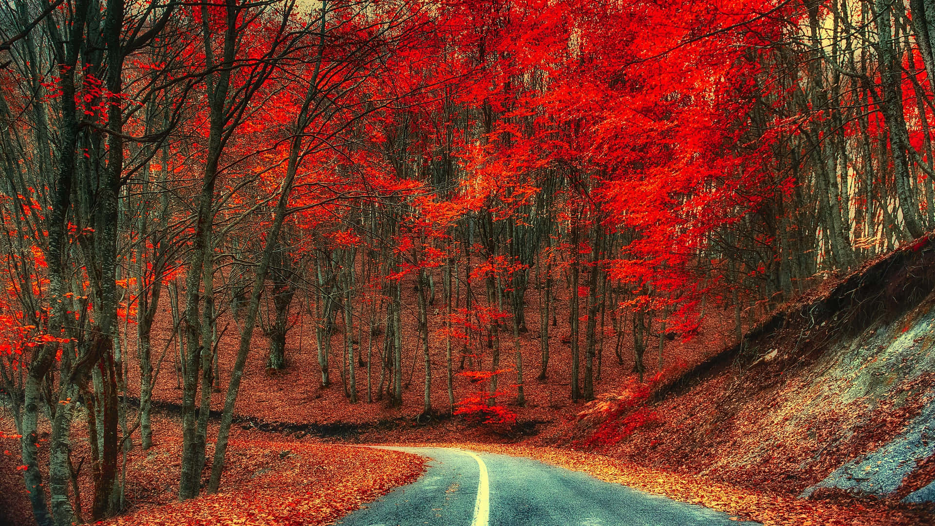 Vibrant Autumn Forest Road.jpg Wallpaper