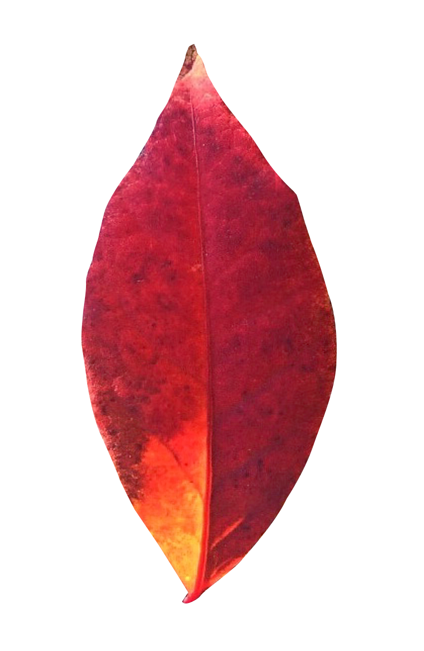 Vibrant Autumn Leaf PNG