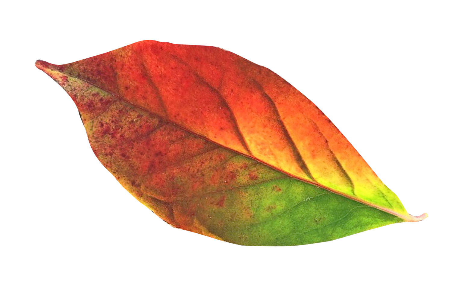 Vibrant Autumn Leaf.png PNG