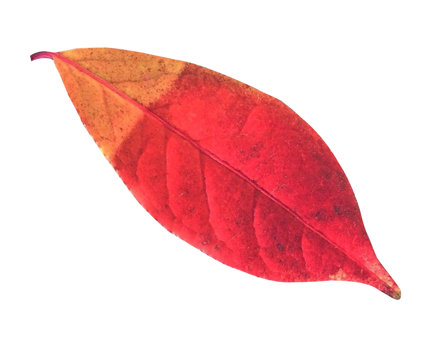 Vibrant Autumn Leaf PNG