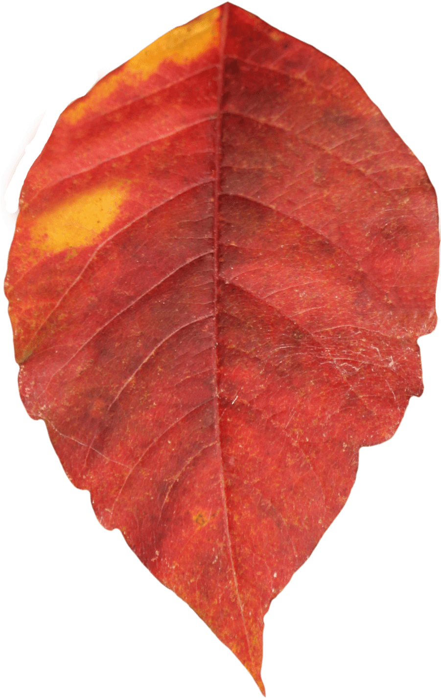 Vibrant Autumn Leaf Texture PNG
