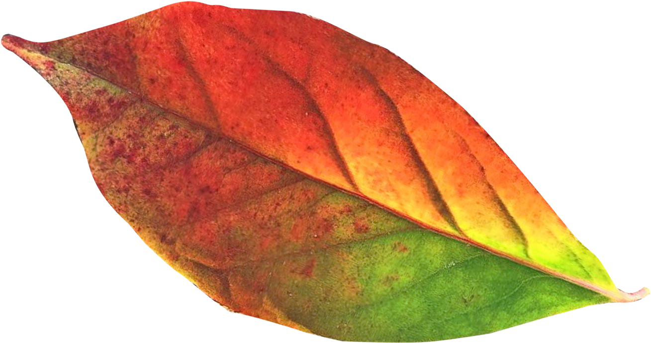 Vibrant Autumn Leaf Transition PNG