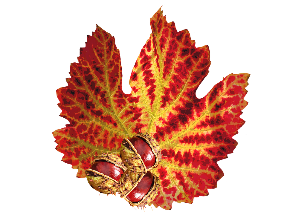Vibrant Autumn Leafand Chestnuts PNG
