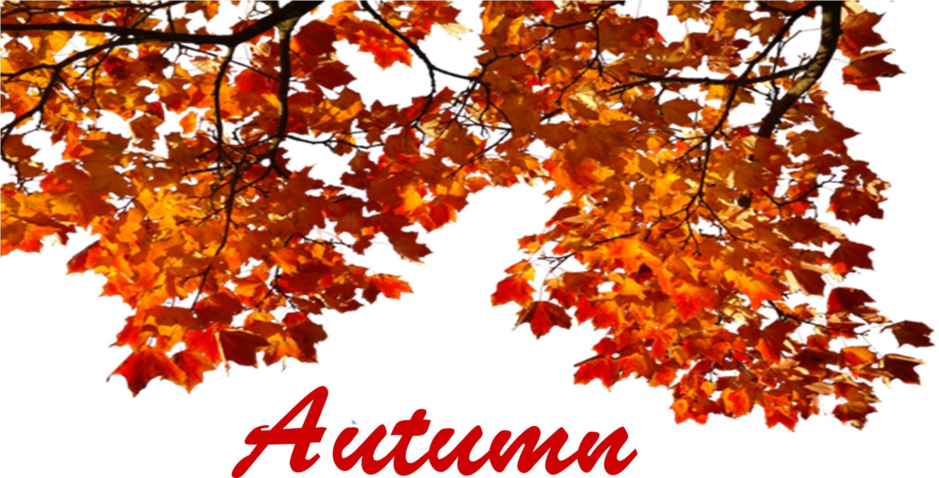 Vibrant Autumn Leaves PNG