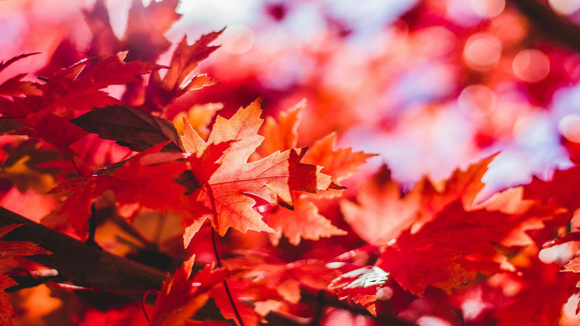 Vibrant Autumn Leaves Backdrop Wallpaper