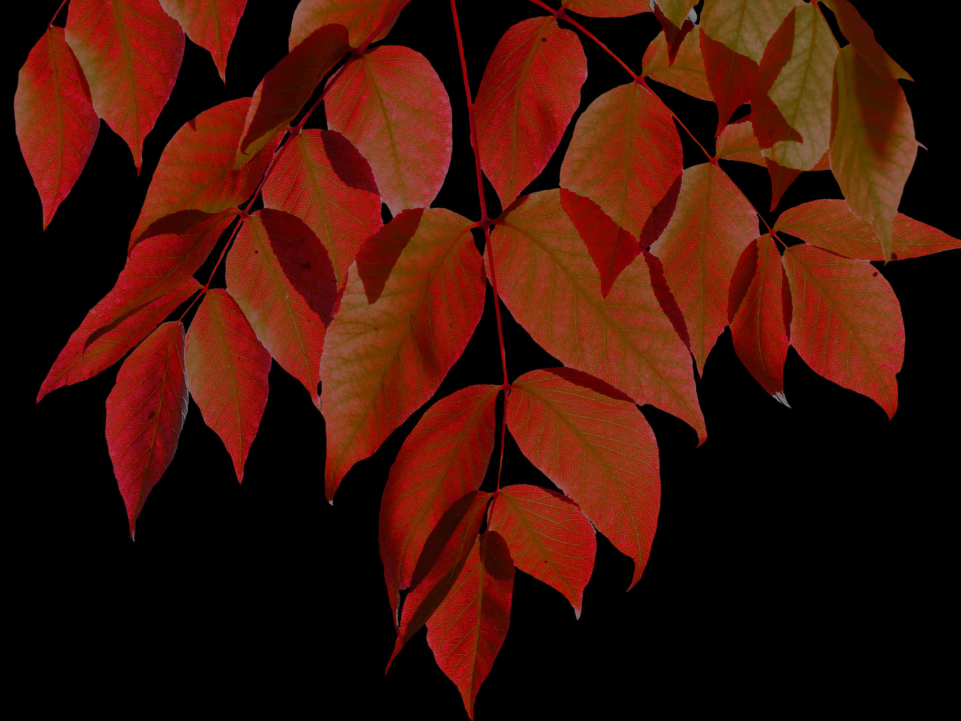 Vibrant Autumn Leaves Black Background.jpg PNG