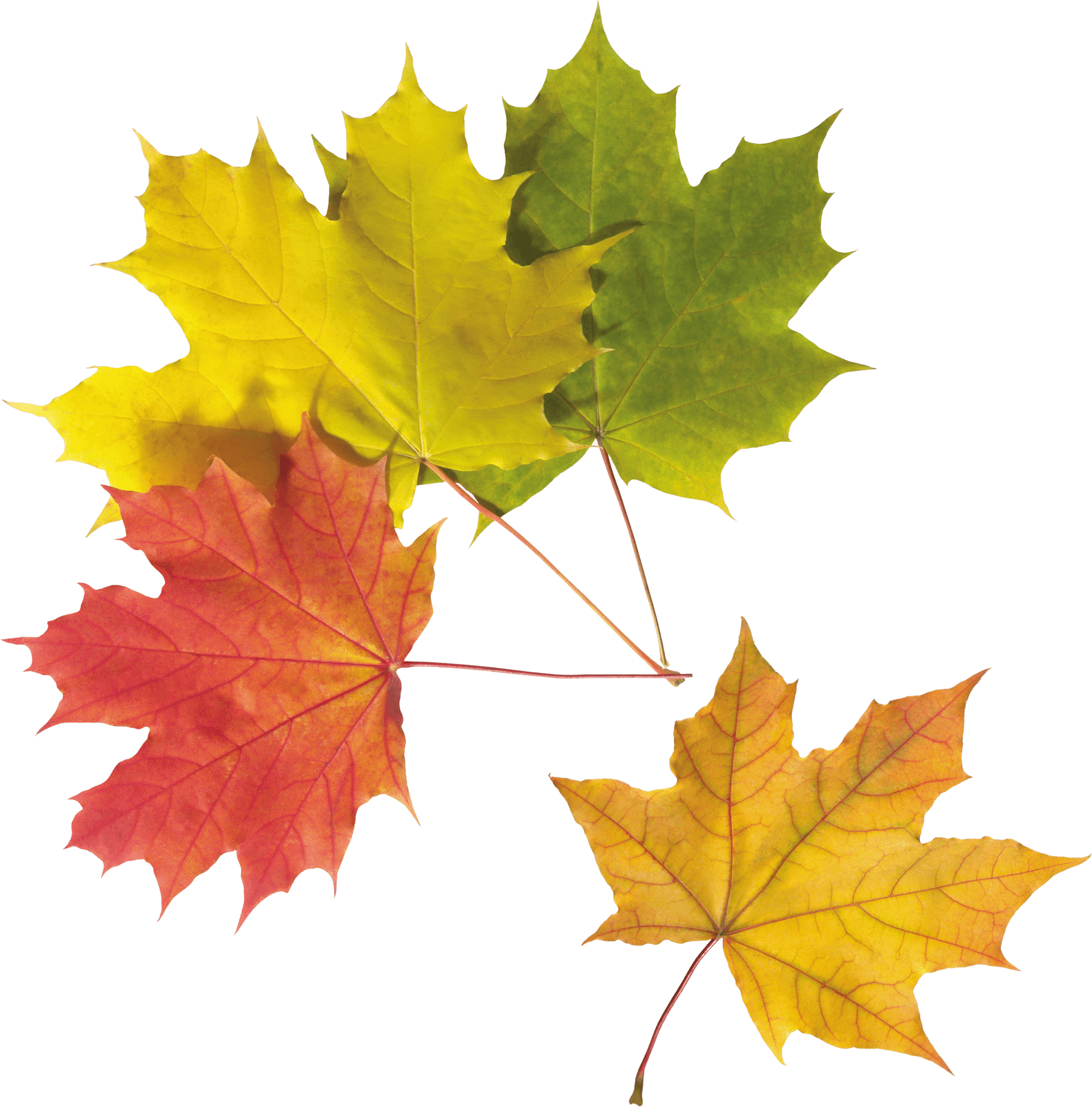 Vibrant Autumn Leaves Collection PNG
