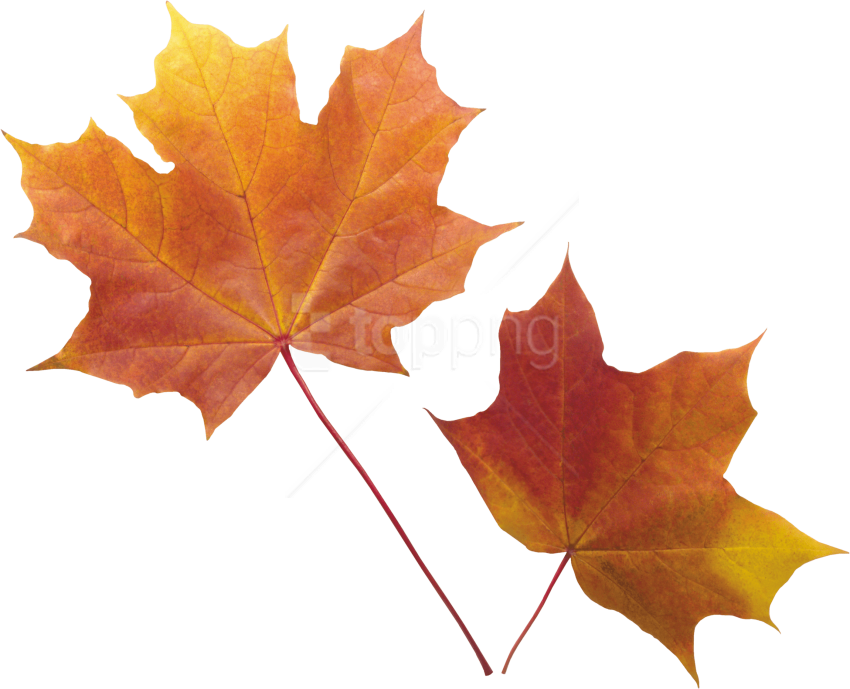 Vibrant Autumn Leaves.png PNG