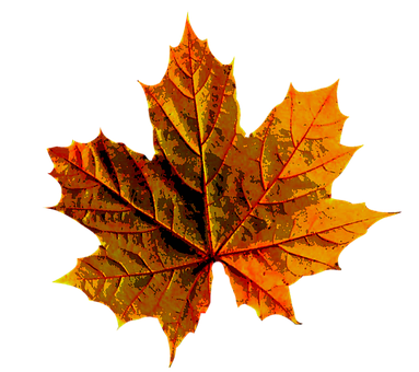 Vibrant Autumn Maple Leaf PNG