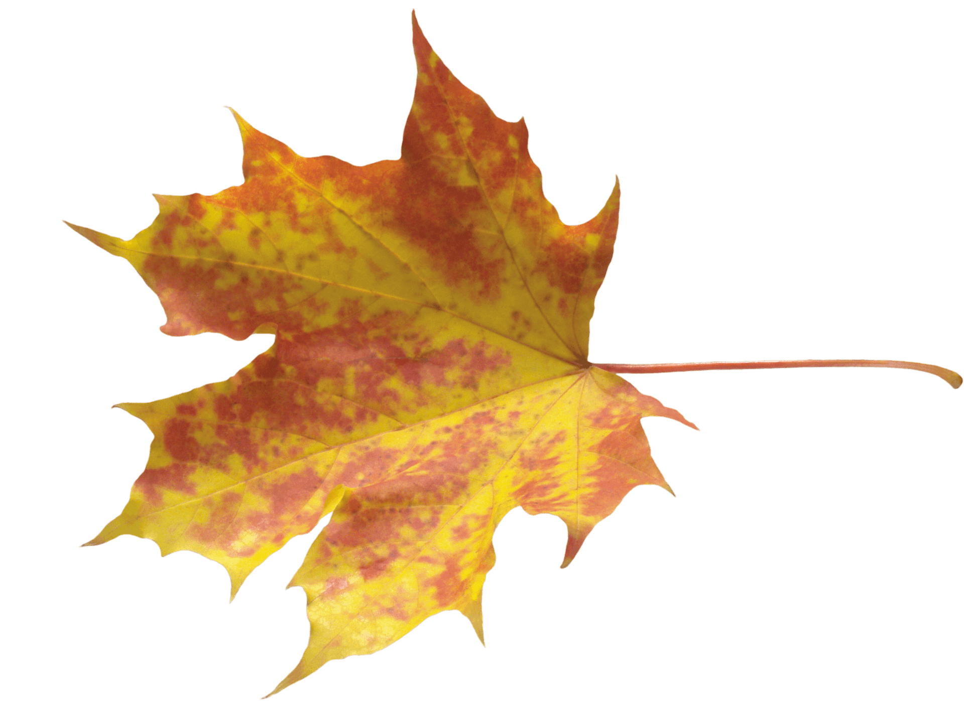 Vibrant Autumn Maple Leaf.png PNG