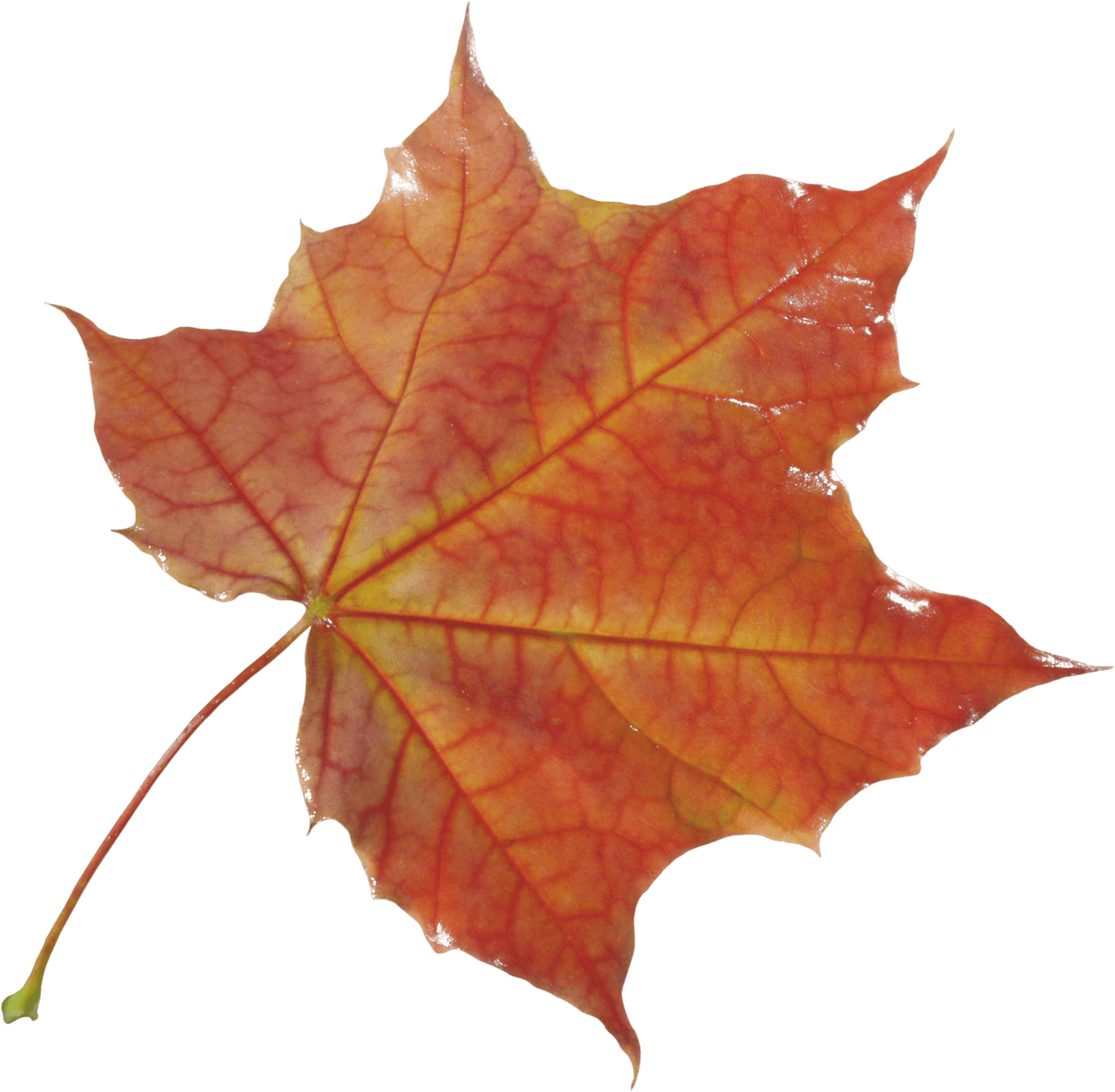 Vibrant Autumn Maple Leaf.png PNG