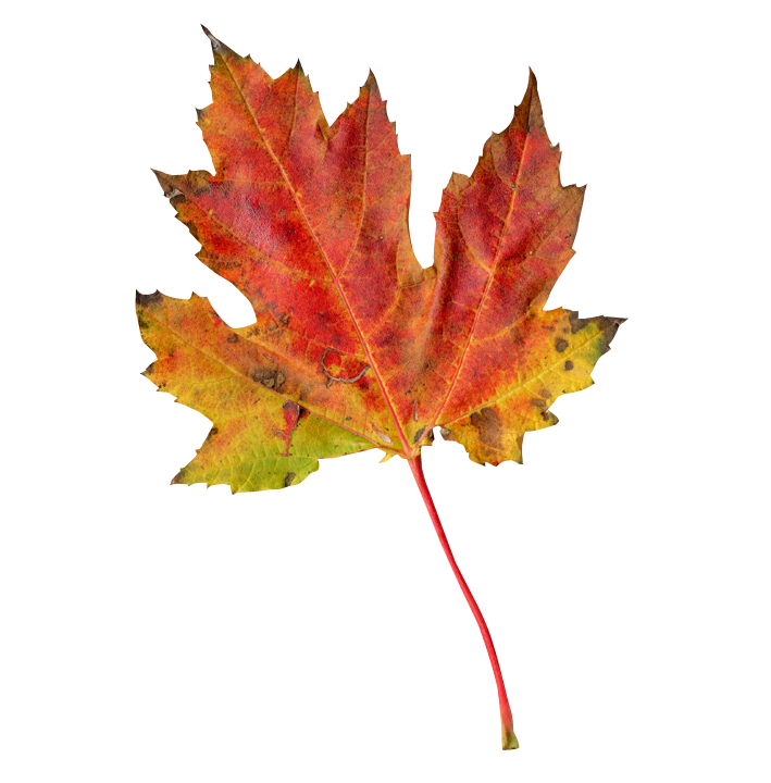 Vibrant Autumn Maple Leaf PNG