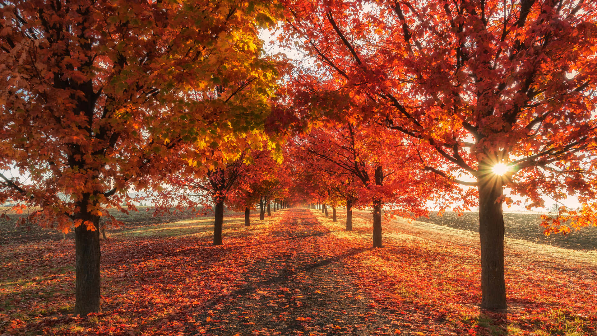 Vibrant Autumn Scenery