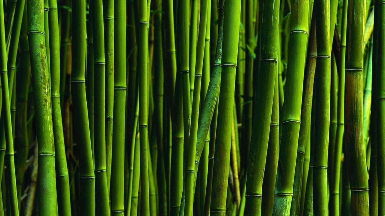 Vibrant_ Bamboo_ Forest_ Closeup.jpg Wallpaper