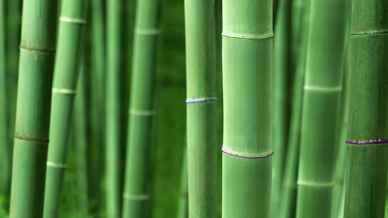 Vibrant_ Bamboo_ Forest_ Closeup.jpg Wallpaper