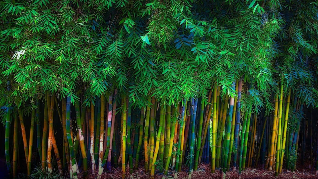 Vibrant_ Bamboo_ Forest_ H D Wallpaper