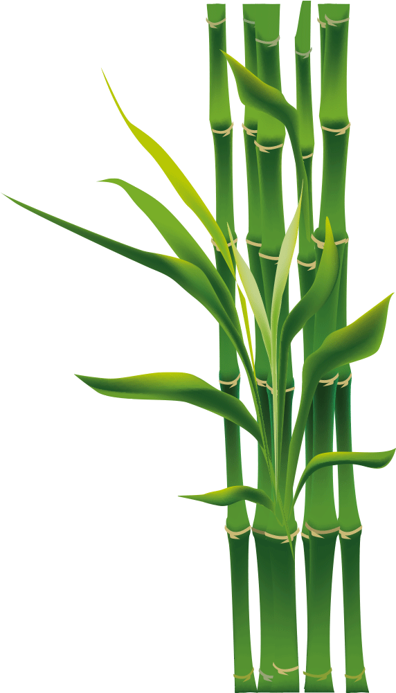 Vibrant Bamboo Greenery.png PNG