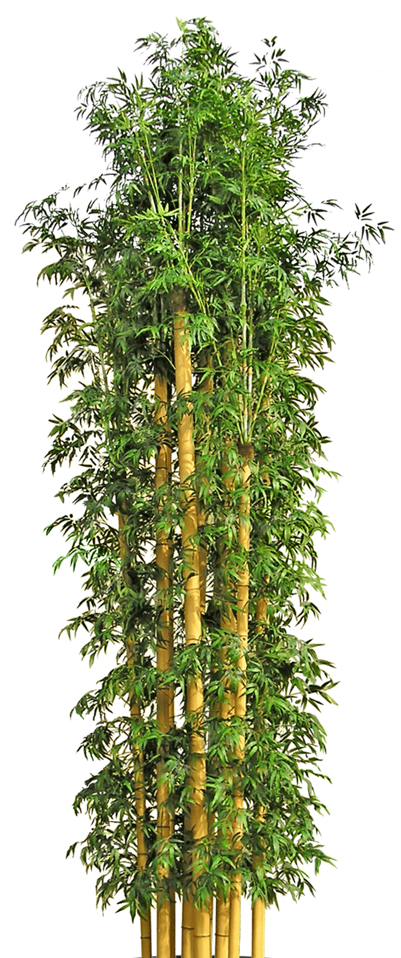 Vibrant Bamboo Grove.png PNG