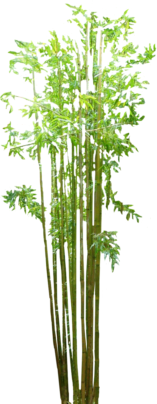 Vibrant Bamboo Grove.png PNG
