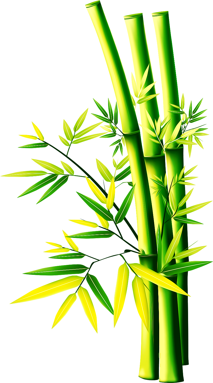 Download Vibrant Bamboo Stalks | Wallpapers.com