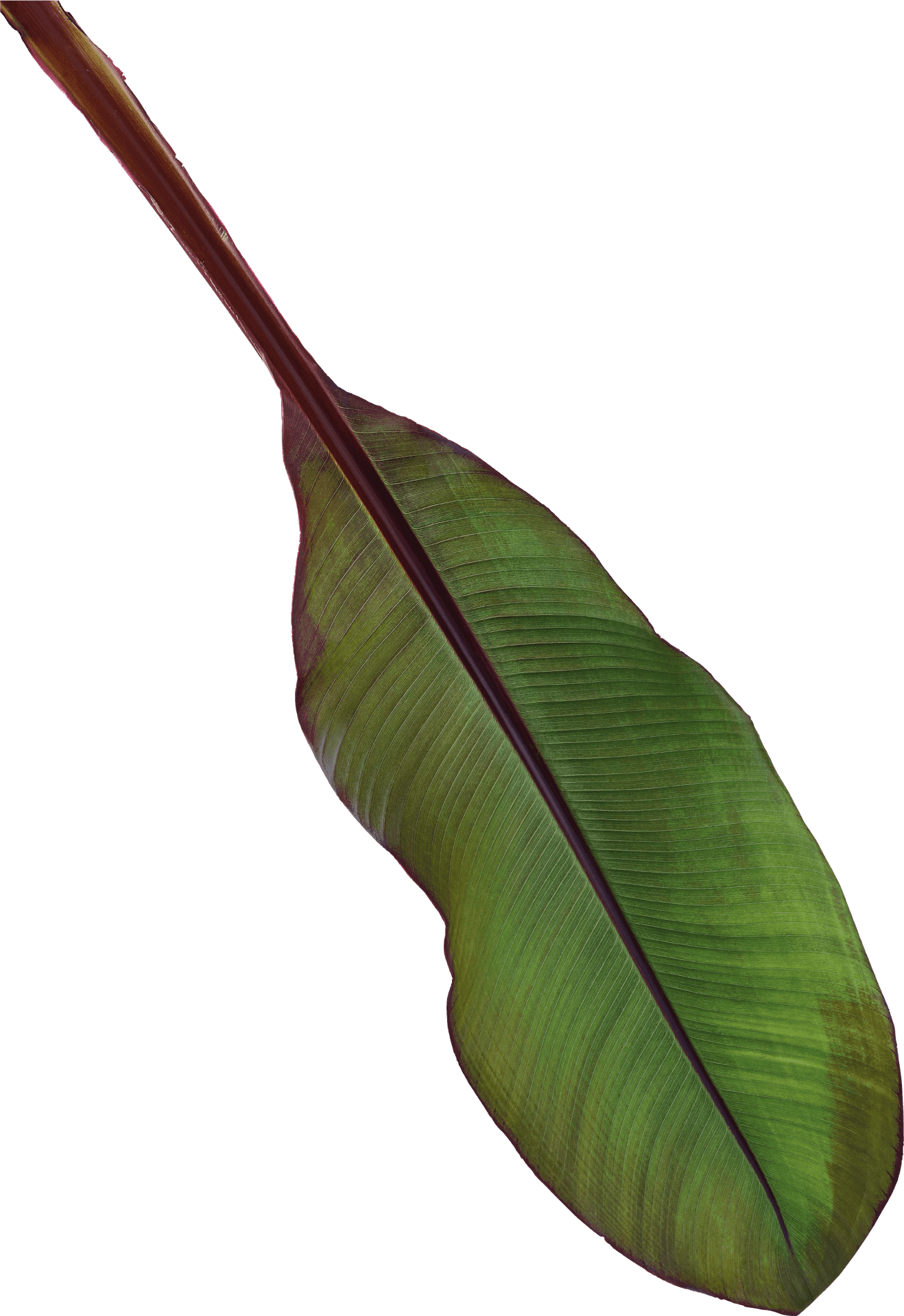 Vibrant Banana Leaf Texture PNG