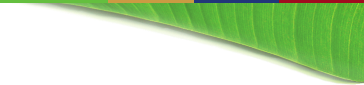 Vibrant Banana Leaf Texture PNG