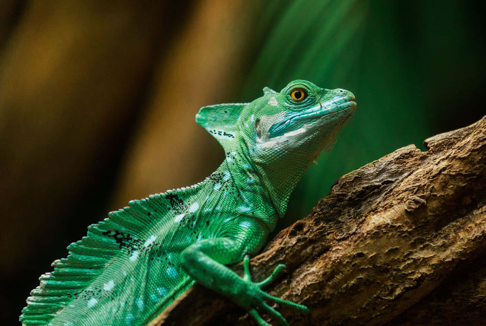 Vibrante Basilisk Hagedis Op Tak.jpg Achtergrond