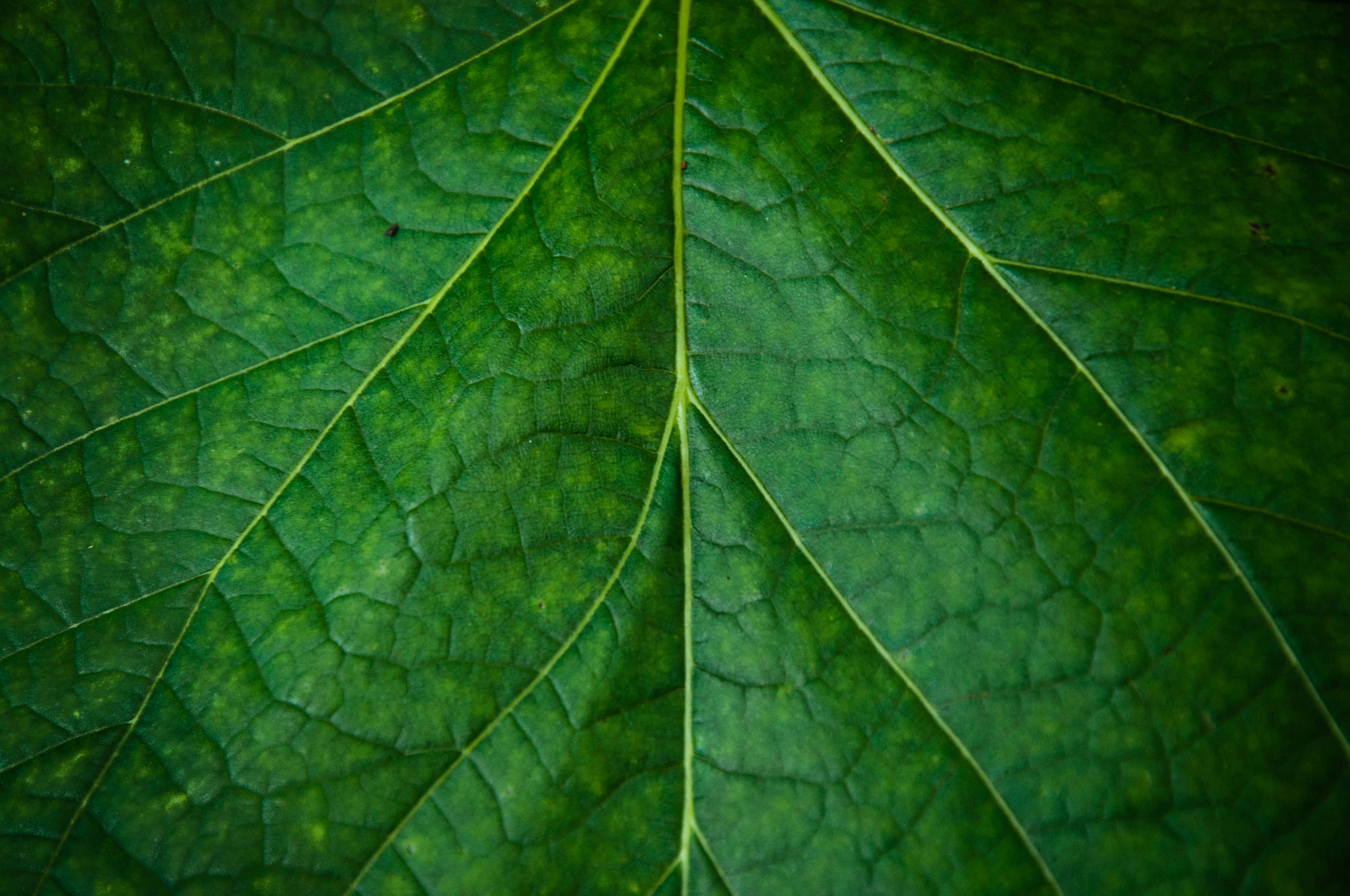 Vibrant Beauty Of Nature: A Close-up Of Plant Texture Wallpaper